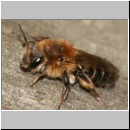 Andrena barbilabris - Sandbiene w03 11mm - es folgten ihr Nomada alboguttata.jpg